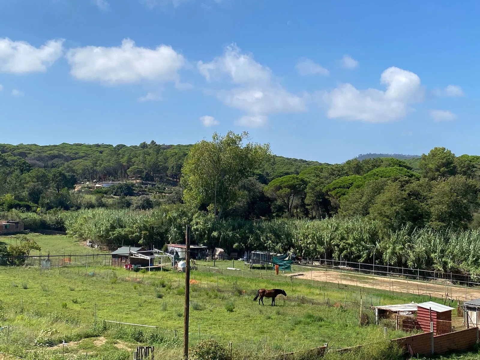 Caballo pastando en el prado de la finca