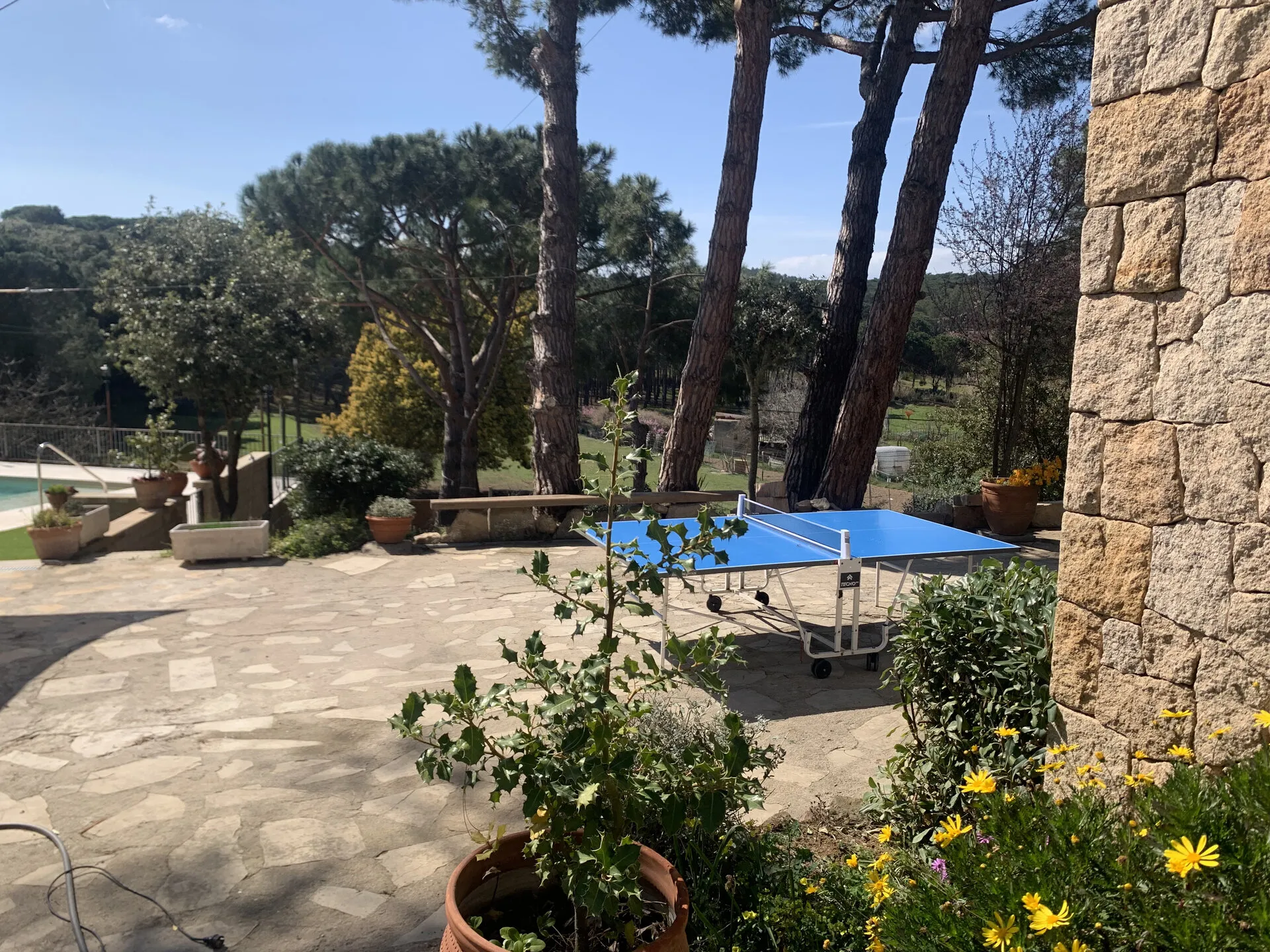 La mesa de ping-pong en la terraza, entre los pinos