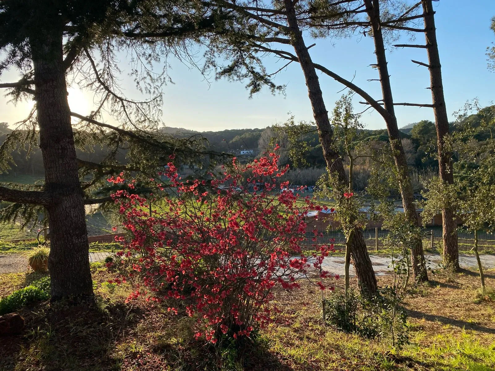 Atardecer entre pinos con los campos de la finca al fondo