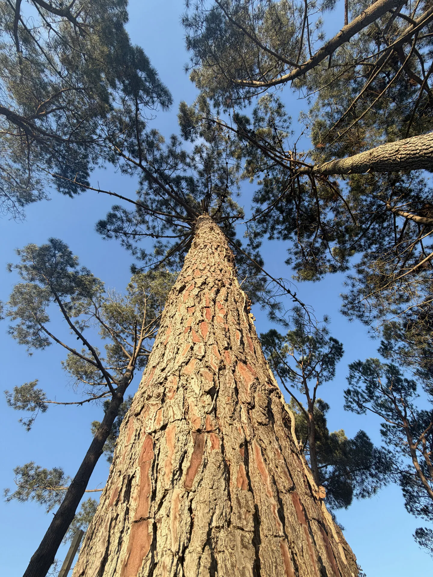 El tronco de un gran pino de la finca visto desde abajo