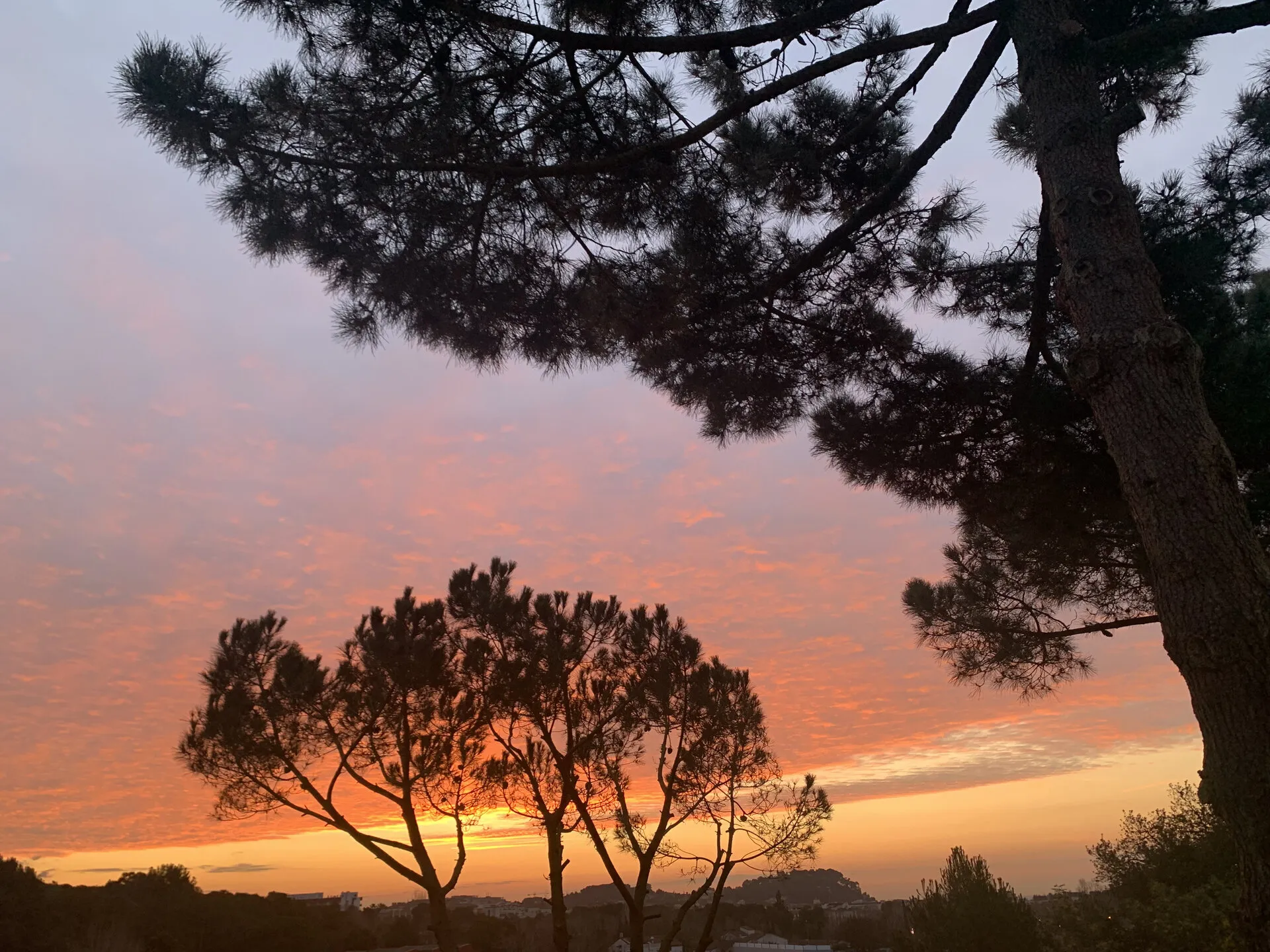 Puesta de sol sobre Lloret desde la finca, entre los pinos