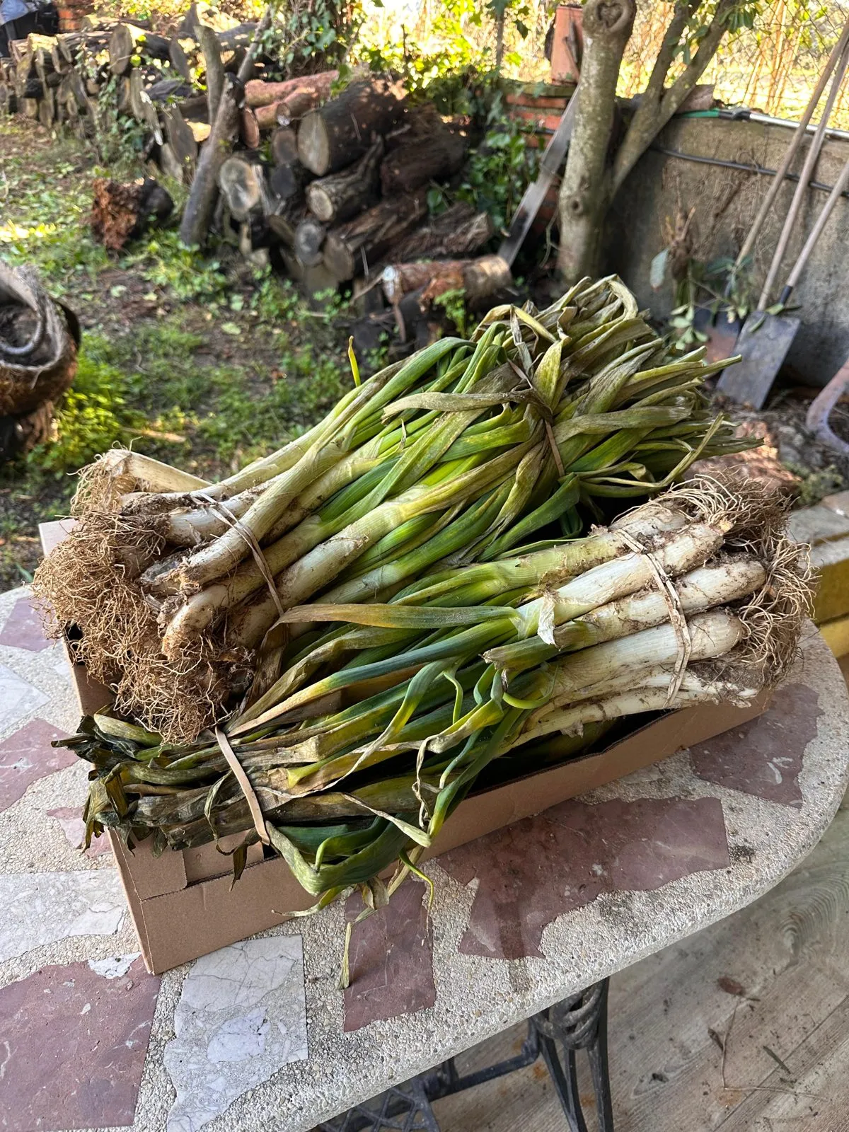 Caja de calçots recién cortados, listos para la brasa