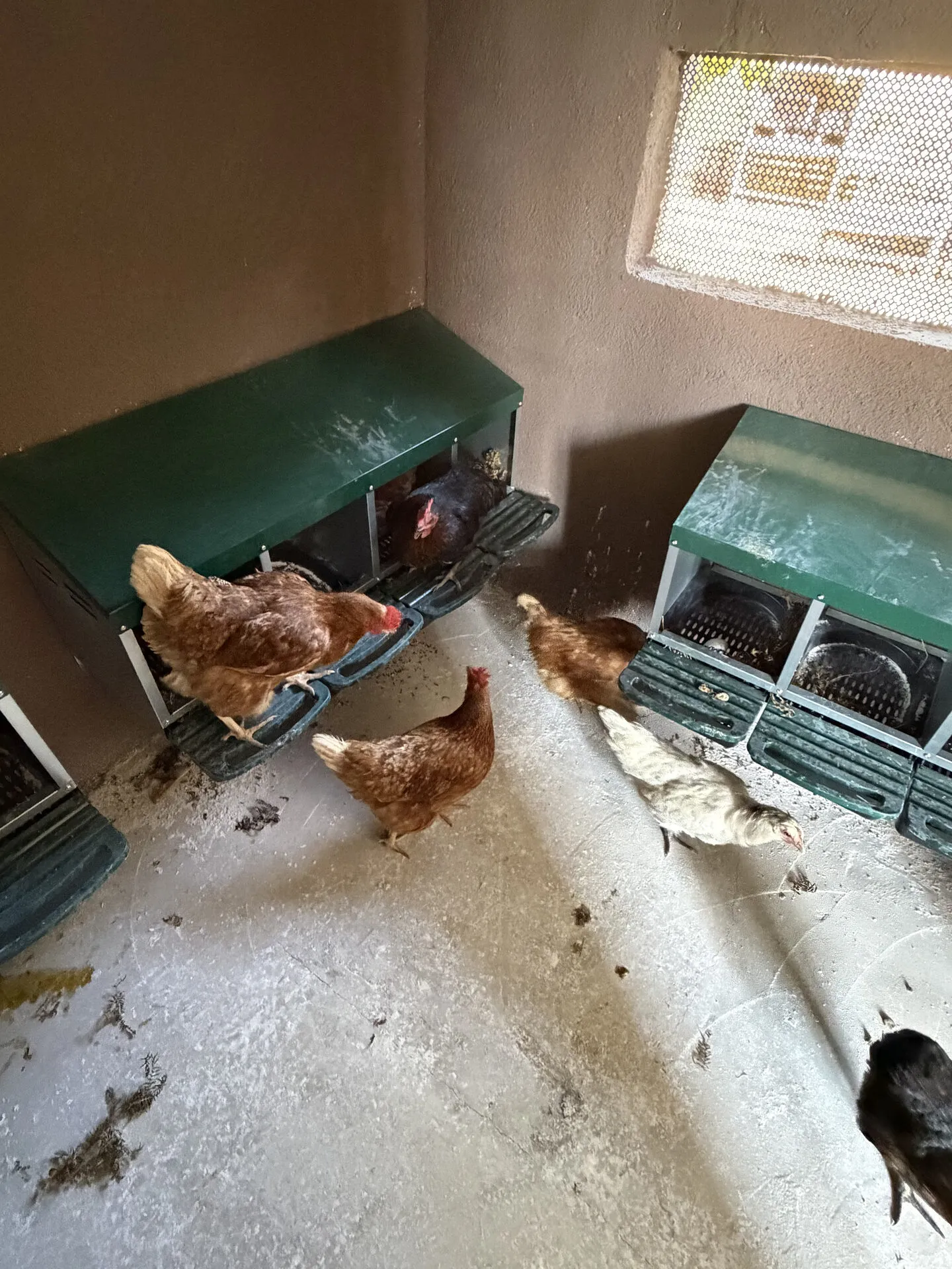 Gallinas junto a los ponederos del gallinero