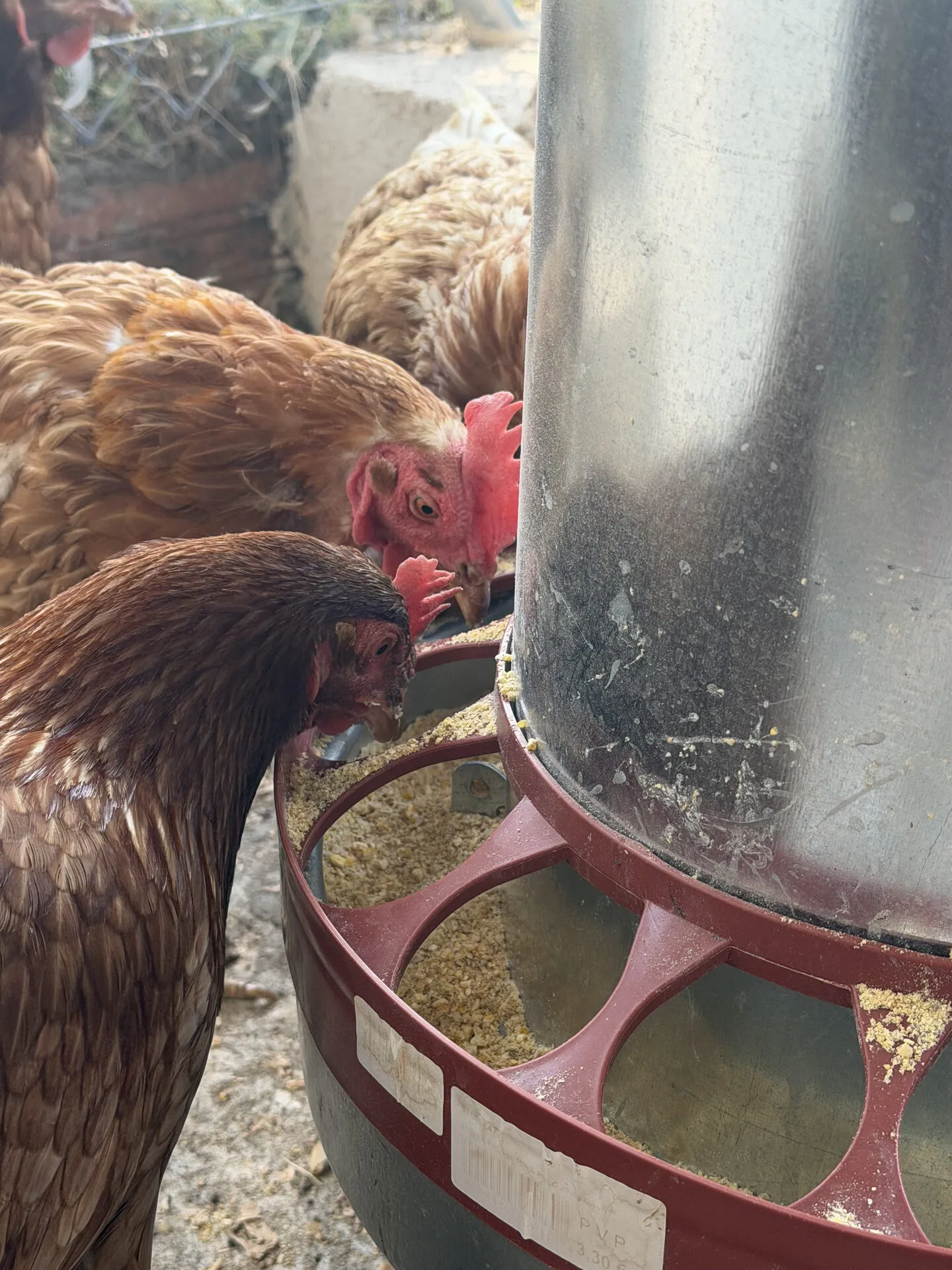 Las gallinas de la finca comiendo en el comedero