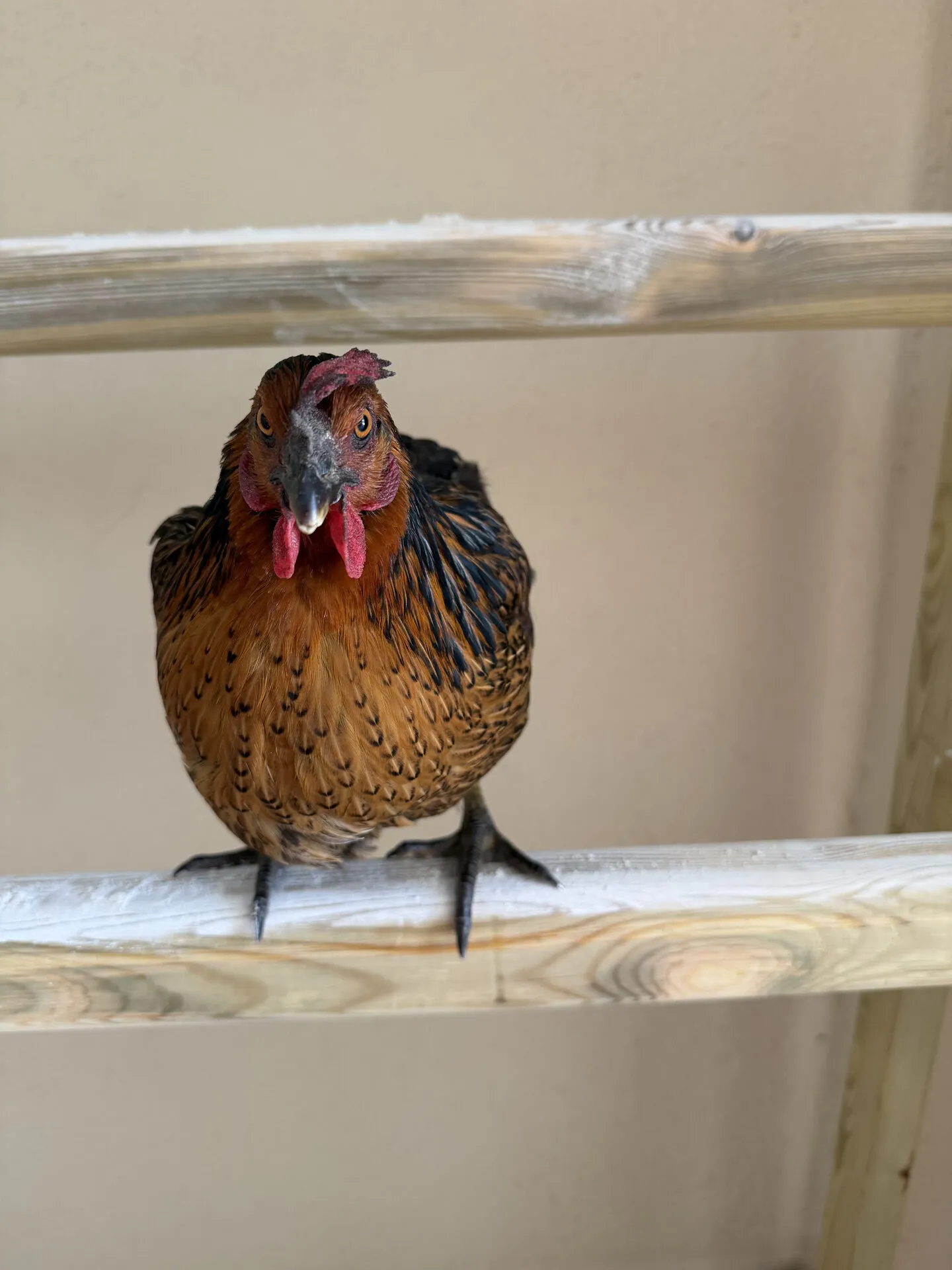Una gallina encaramada en el gallinero