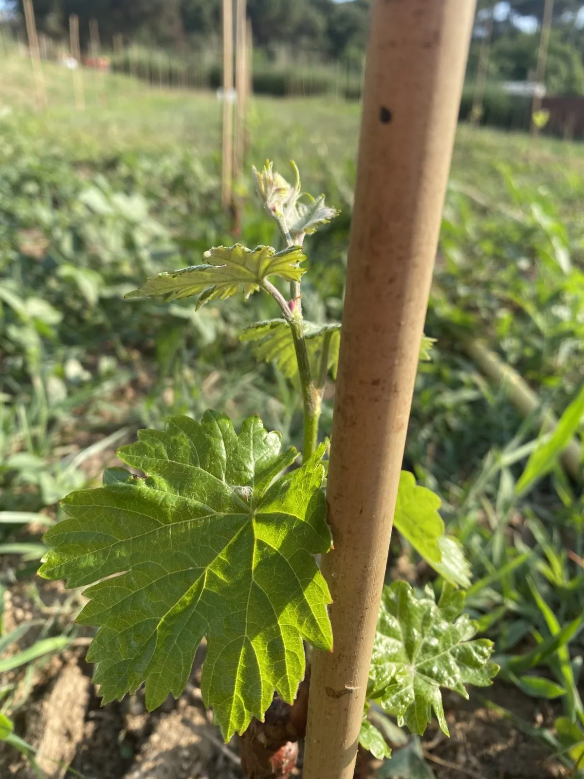 Brote verde de una cepa joven del viñedo