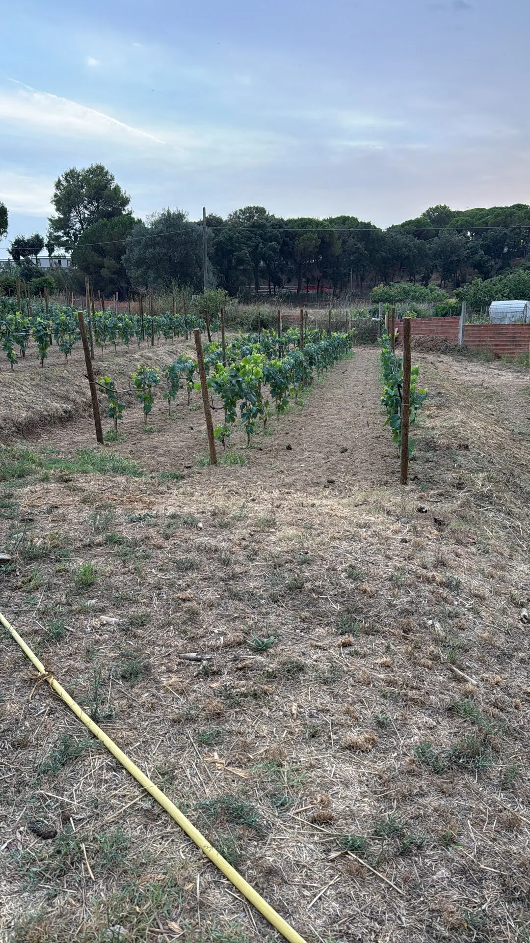 Las hileras del viñedo El Fonoll en pleno verano
