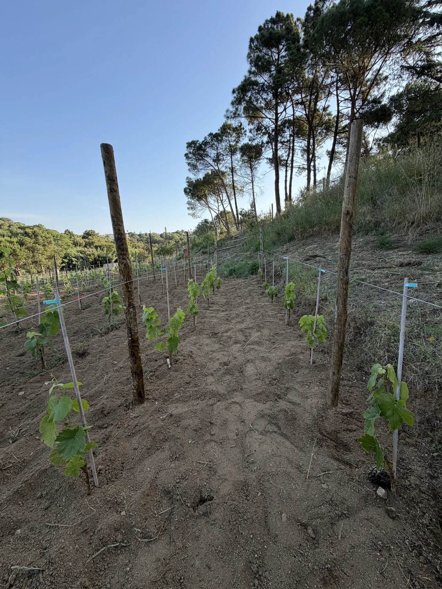 Las hileras del viñedo joven de la finca