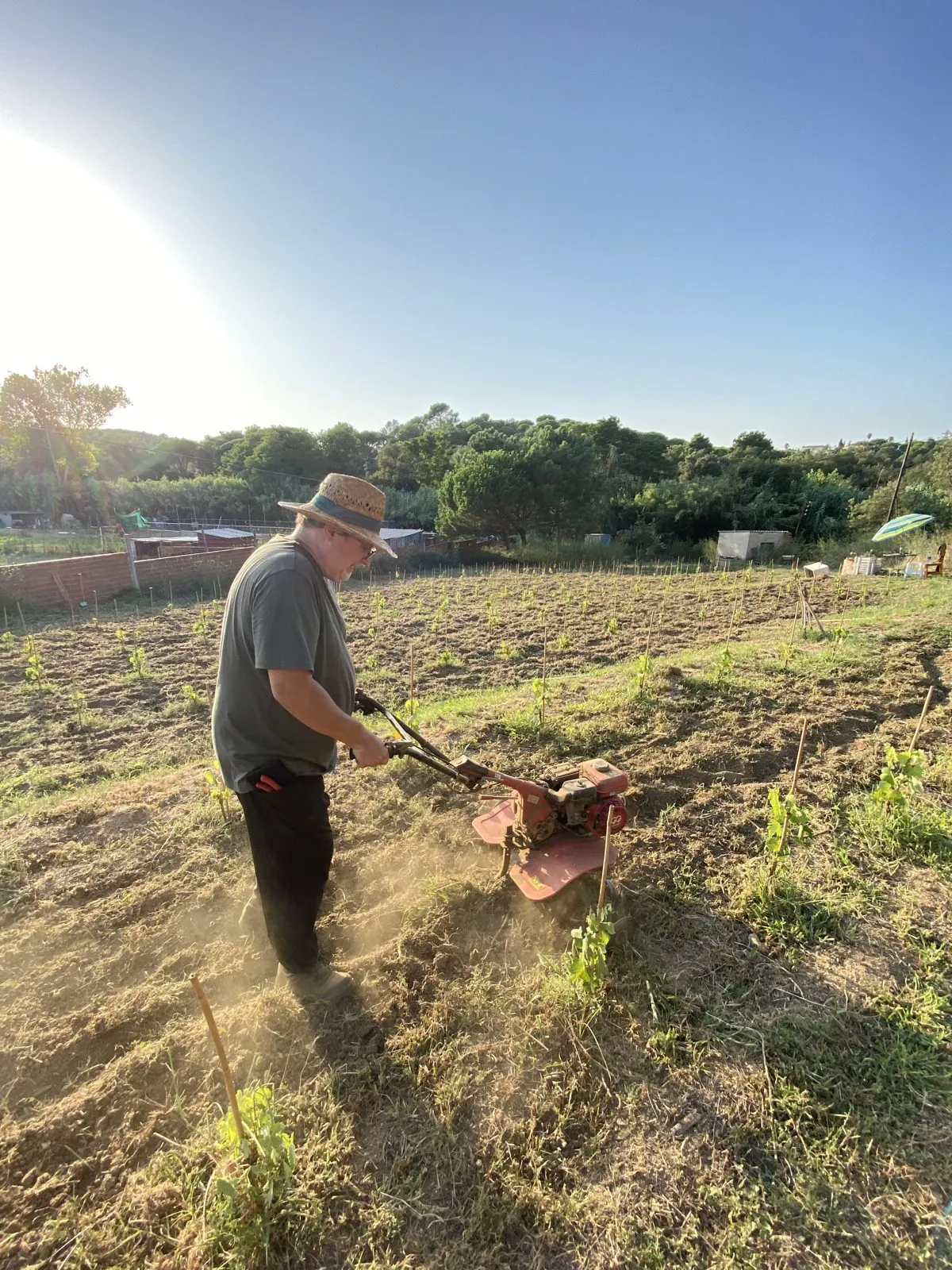 Labrando la tierra entre las cepas del viñedo