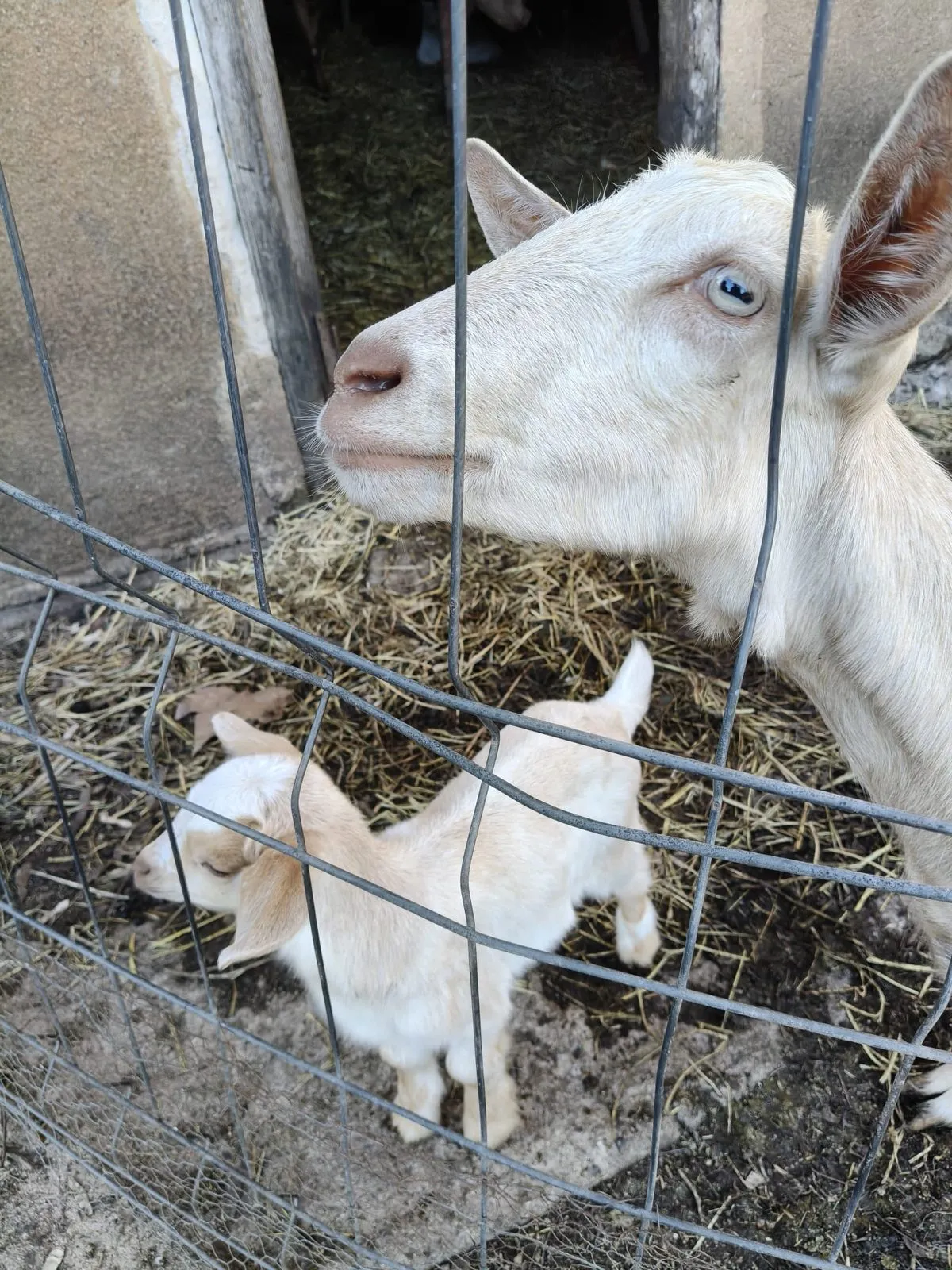 Las cabras de la finca en su corral