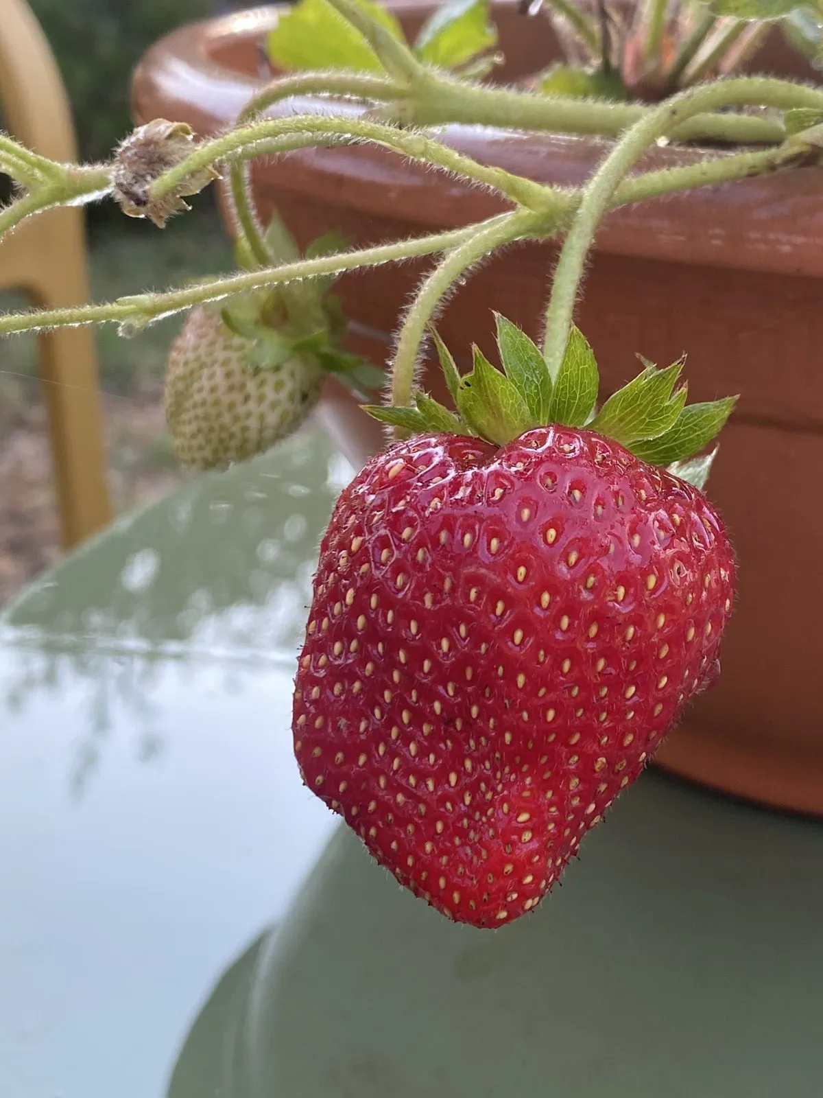 Una fresa madurando en una maceta de la finca