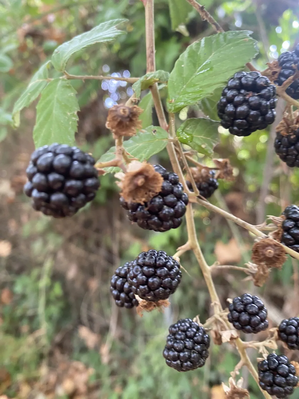 Moras de zarza maduras en la finca